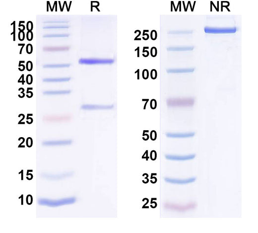 SDS-PAGE for Anti-Human EPHA2 (MEDI-547)