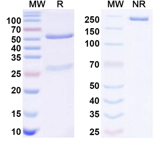SDS-PAGE for Anti-Human ERFE Antibody (SAA2375)