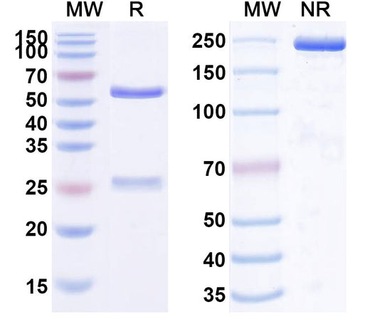 SDS-PAGE for Anti-Human FGF19 (1A6)