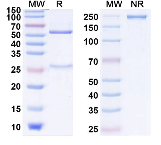 SDS-PAGE for Anti-Human GDF2/BMP9 Antibody (SAA2340)