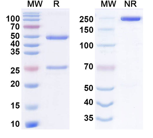 SDS-PAGE for Anti-Human GREM1 Antibody (Ab7326)