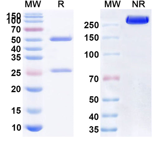 SDS-PAGE for Anti-Human IA-2/PTPRN Antibody (76F)