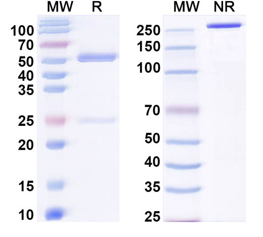 SDS-PAGE for Anti-Human IL1RAP Antibody (SAA2359)
