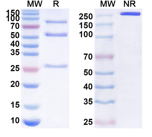 SDS-PAGE for Anti-Human IRAK4 Monoclonal Antibody (ABS1078)