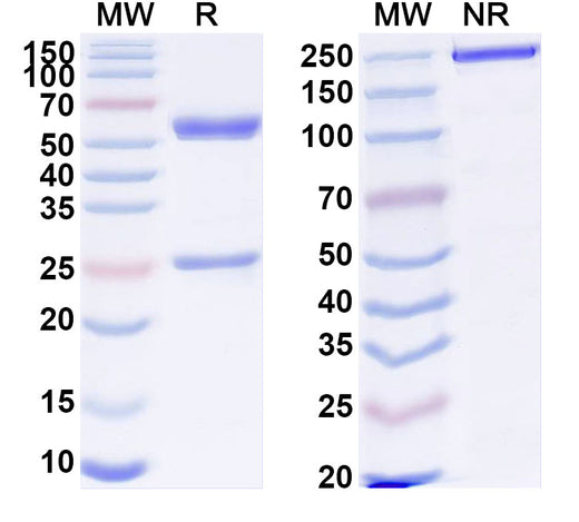 SDS-PAGE for Anti-Human MB Monoclonal Antibody (1A600)