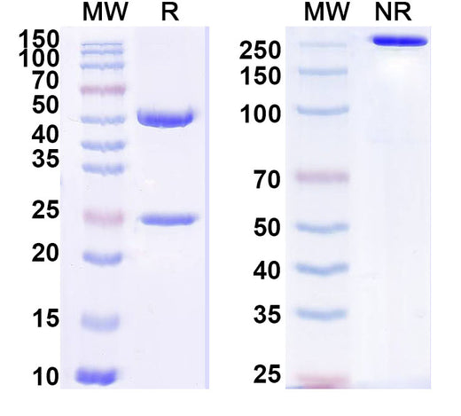 SDS-PAGE for Anti-Human/Mouse/Rat CD227/MUC1 Monoclonal Antibody, SM3