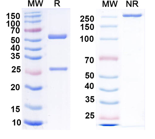 SDS-PAGE for Anti-Human MSLN Monoclonal Antibody (1A585)
