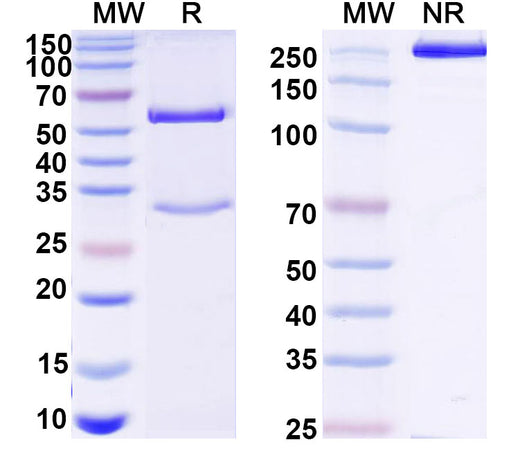SDS-PAGE for Anti-Human PLAU/uPA Antibody (U33)