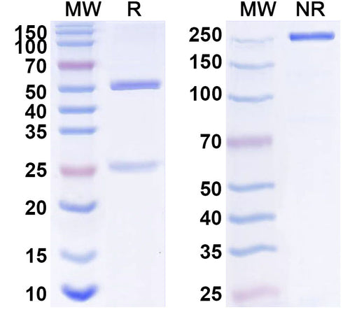SDS-PAGE for Anti-Human POLR1A Antibody (ABS0216)
