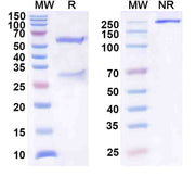 Anti-Human PPBP/CXCL7/NAP-2 Antibody (SAA0464)