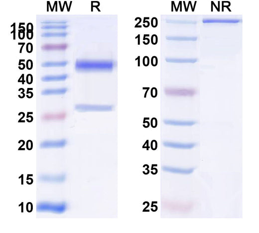 SDS-PAGE for Anti-Human PTH Monoclonal Antibody (1A677)