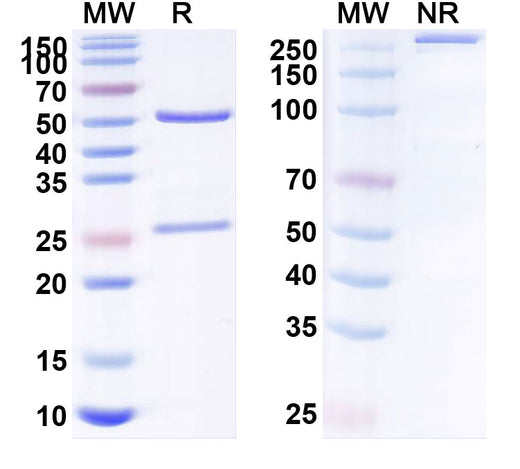 SDS-PAGE for Anti-Human S100A4 (AX-202)