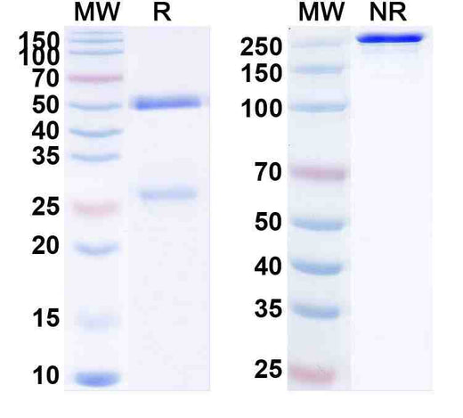 Anti-Human SIGLEC15/CD33L3 Antibody (A9E8)