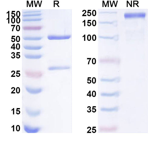 SDS-PAGE for Anti-Human TMEM30A Monoclonal Antibody (ABS0229)