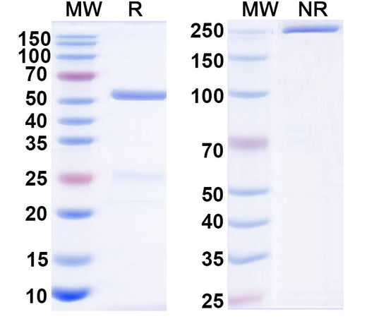 SDS-PAGE for Anti-Human TMPRSS2 VHH (SAA2324)