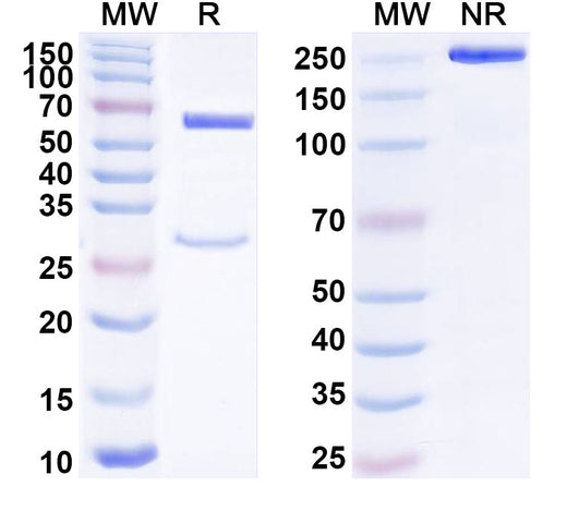 SDS-PAGE for Anti-Human TMPRSS6 Antibody (REGN8023)