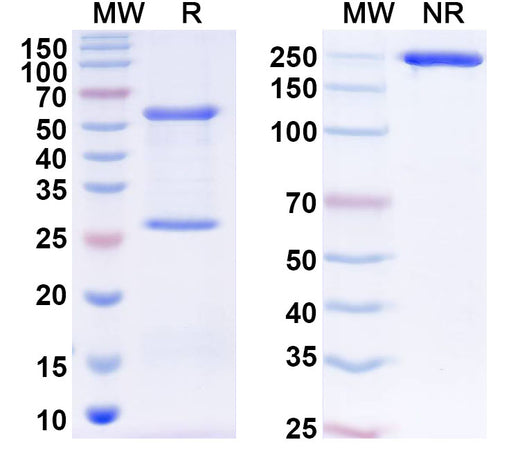 SDS-PAGE for Anti-Human ZNF41 Antibody (C252)