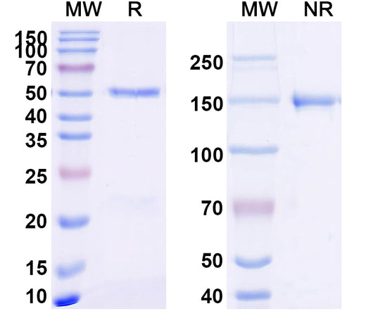 SDS-PAGE for Anti-MAP3K2 (K260me3) Antibody (SAA2423)
