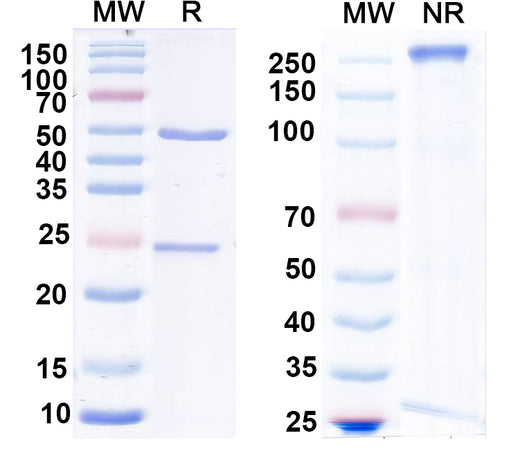 SDS-PAGE for Anti-MARV GP/Envelope glycoprotein Antibody (SAA2249)