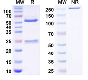 SDS-PAGE for Anti-mitF/aspF1 Antibody (SAA0653)