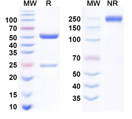 SDS-PAGE for Anti-Monkeypox virus/MPXV M1R Antibody (SAA2429)
