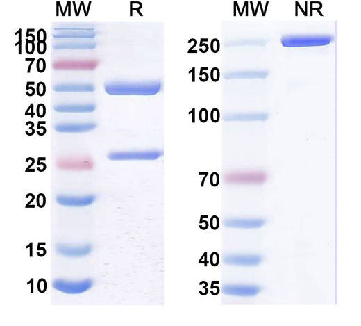 SDS-PAGE for Anti-Mouse BCMA & CD3E Bispecific Antibody (SAA2527)