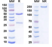 SDS-PAGE for Anti-Mouse CD207 Antibody (4C7)