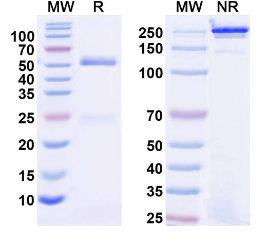 SDS-PAGE for Anti-Mouse MARCO Antibody (SAA2483)