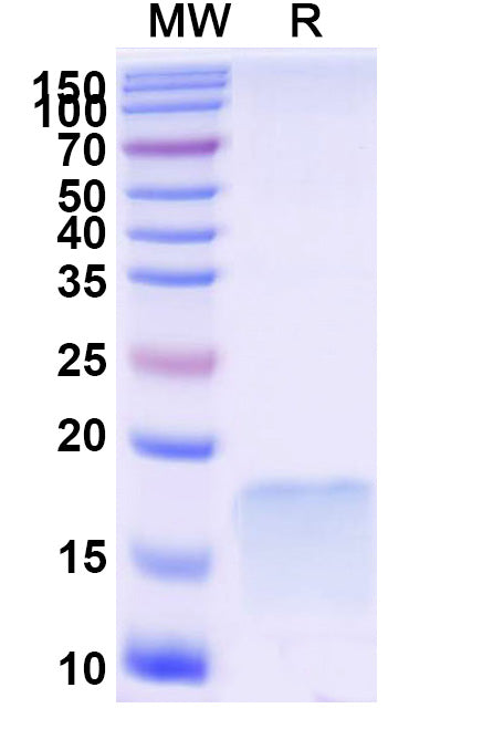 SDS-PAGE for Anti-Mouse TACSTD2/TROP2 (SAA2567)