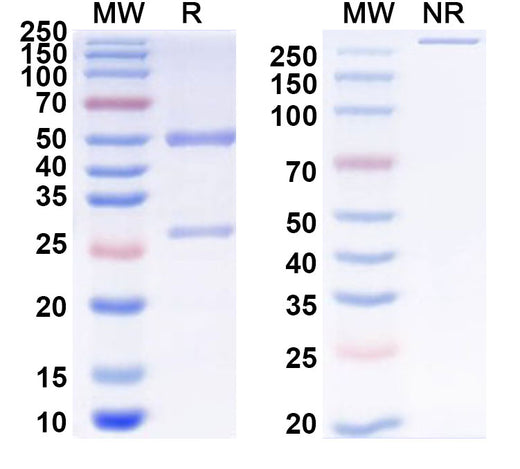 SDS-PAGE for Anti-Mycobacterium tuberculosis groES Antibody (ABS1329)