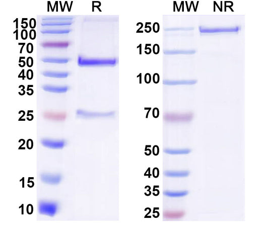SDS-PAGE for Anti-NCL-MycG4/G-quadruplex complex Antibody (NG14)