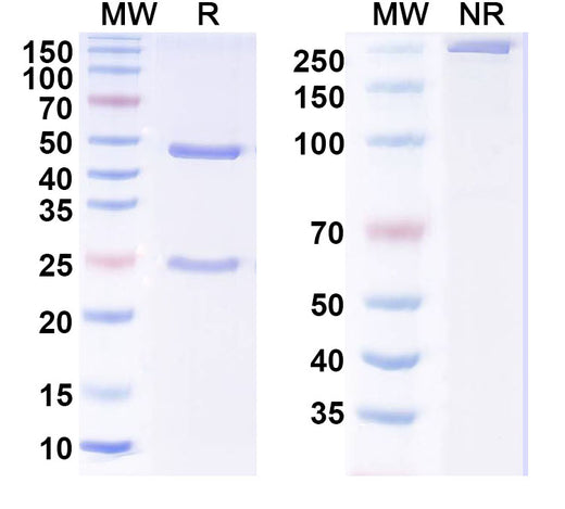 SDS-PAGE for Anti-NGF Antibody (PG110)