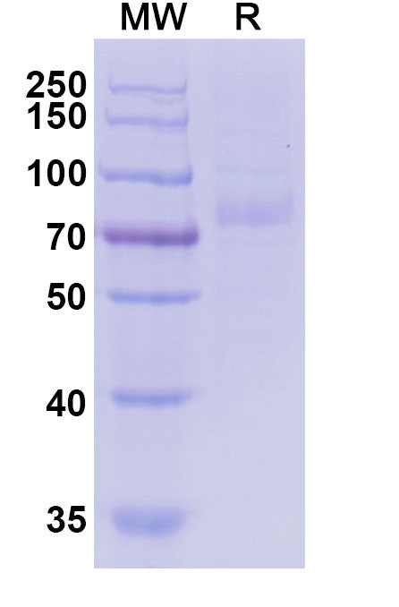 SDS-PAGE for Anti-Nicotine Antibody (NIC311)