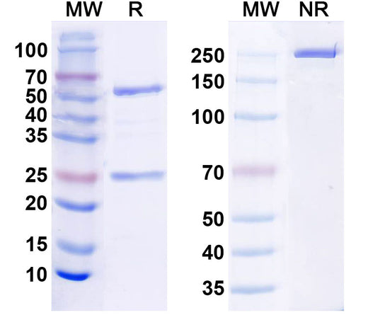 SDS-PAGE for Anti-Pancortin Antibody (K96/7)