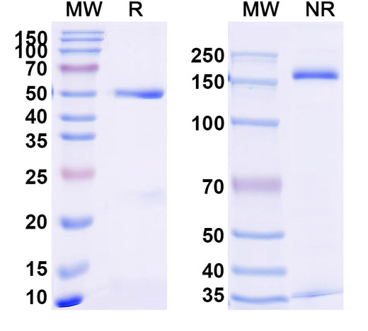 SDS-PAGE for Anti-PBP2a Antibody (SAA2416)