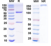SDS-PAGE for Anti-PCV2 Cap/Capsid protein Antibody (3A5)