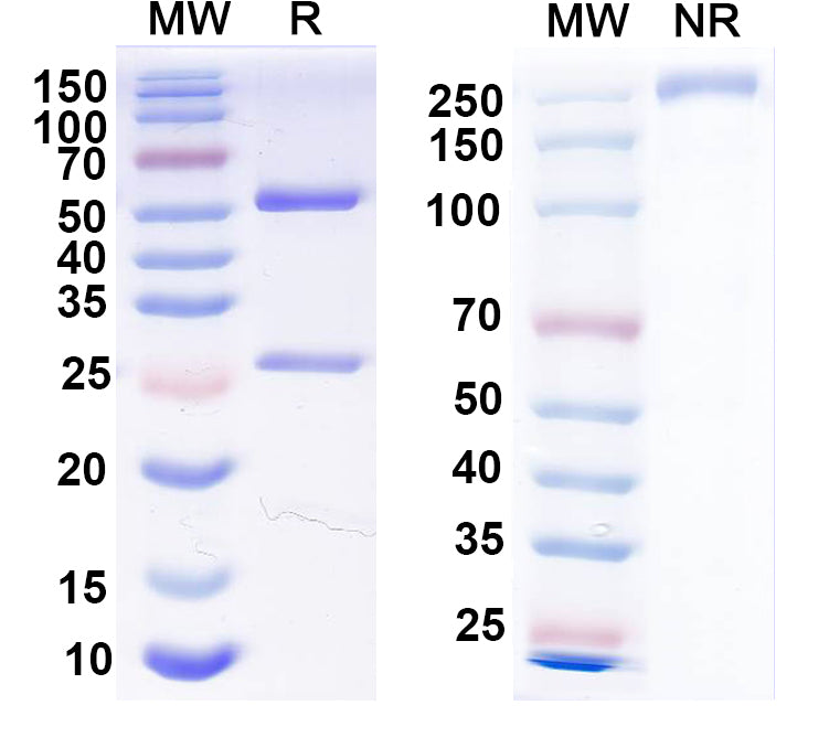 SDS-PAGE for Anti-PCV2 Cap/Capsid protein Antibody (3A5)