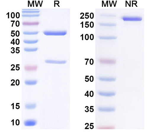 SDS-PAGE for Anti-PEG Antibody (2B5)