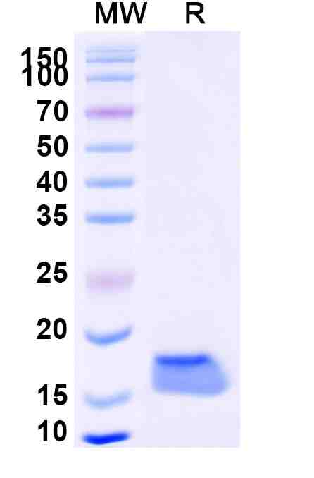 Anti-SARS-CoV-2 S Protein VHH (SAA1069)