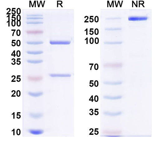 SDS-PAGE for Anti-sCD14 Monoclonal Antibody (1A453)