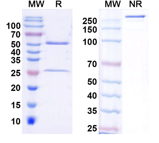 SDS-PAGE for Anti-SCG10/Stathmin-2 Antibody (L5/1)