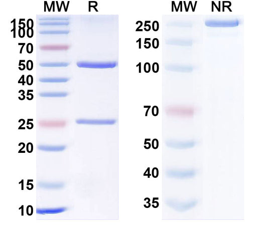 SDS-PAGE for Anti-SFTSV glycoprotein Gn Antibody (JK-12)