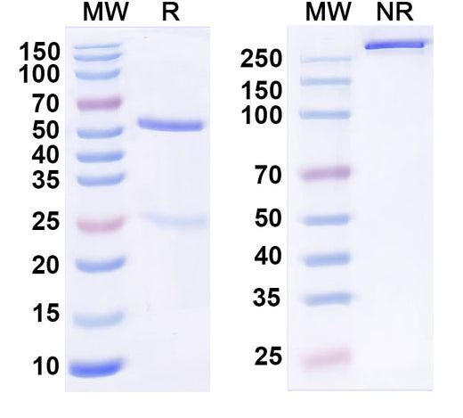 SDS-PAGE for Anti-sLea/CA19-9 Antibody (7E3#)