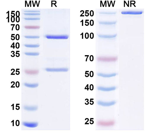 SDS-PAGE for Anti-Snake Venom Antibody (C08)