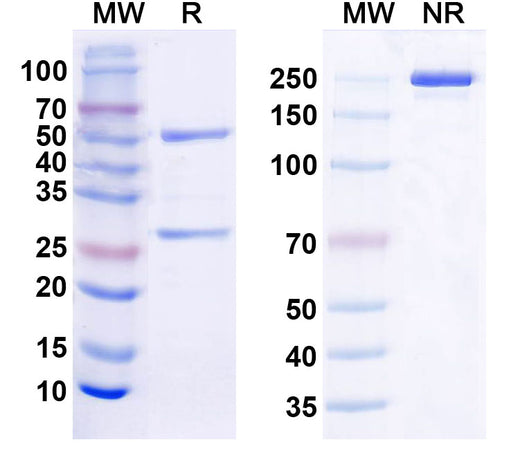 SDS-PAGE for Anti-TREM-2 Antibody (EOS006215)