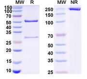 SDS-PAGE for Anti-VSV G/Glycoprotein G Antibody (2H5)