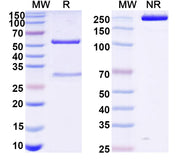 SDS-PAGE for Anti-VSV G/Glycoprotein G Antibody (VI20)