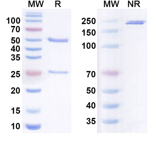 SDS-PAGE for Budigalimab Biosimilar - Anti-CD279;PD-1 mAb - Research Grade