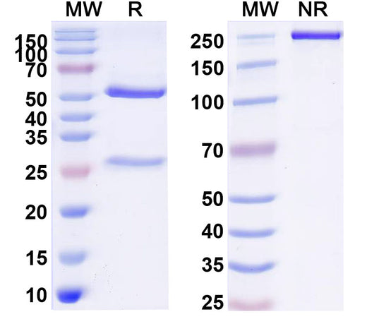 SDS-PAGE for Bulumtatug Biosimilar - Research Grade