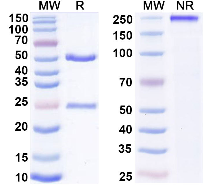 SDS-PAGE for Canine IgG4, lambda Isotype Control Antibody (HyHEL-10)